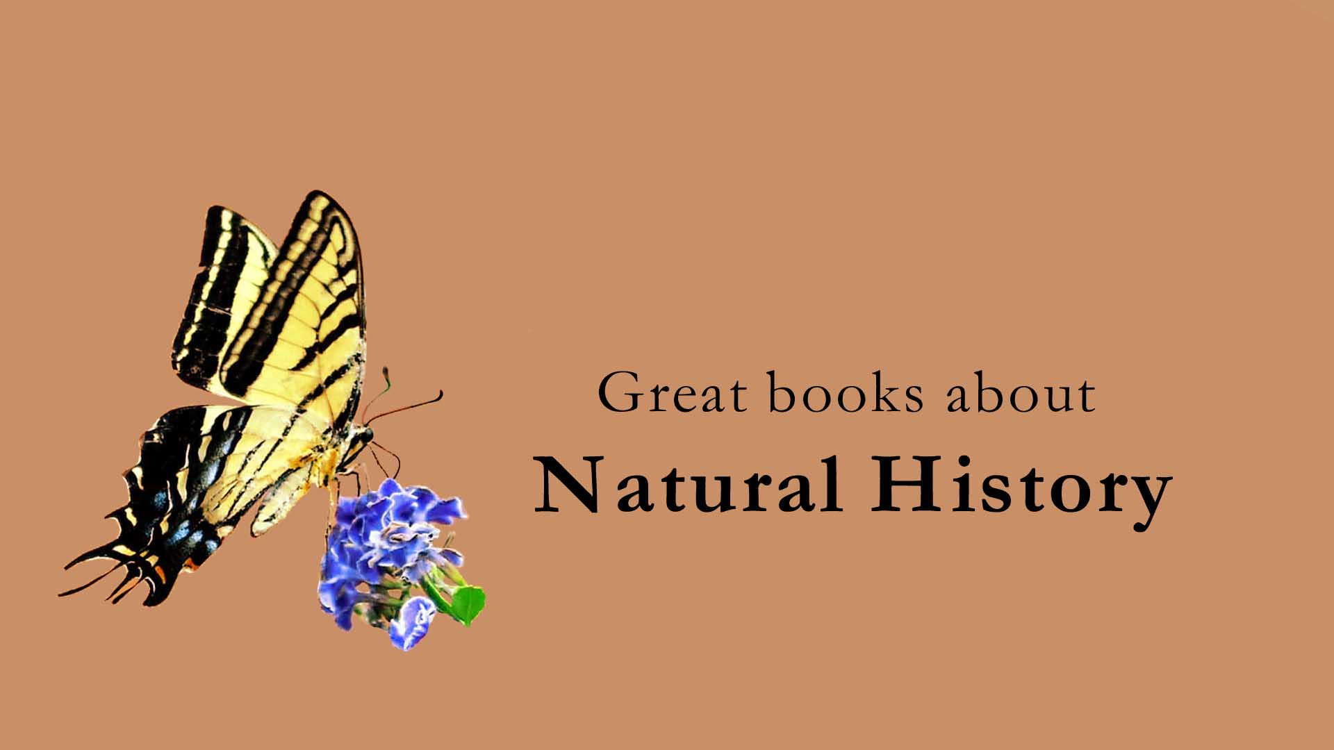 Breeding Insects As Feeder Food Mantispress