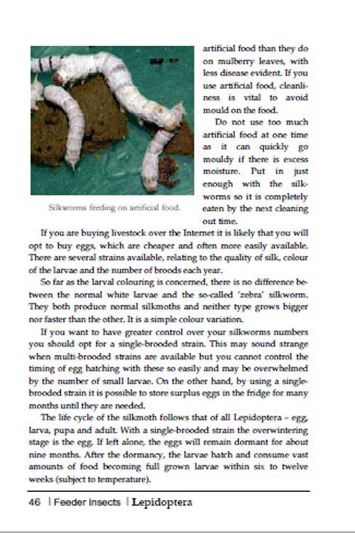 Breeding Insects As Feeder Food Mantispress