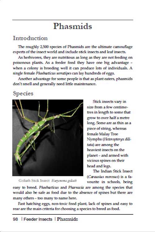 Breeding Insects As Feeder Food Mantispress
